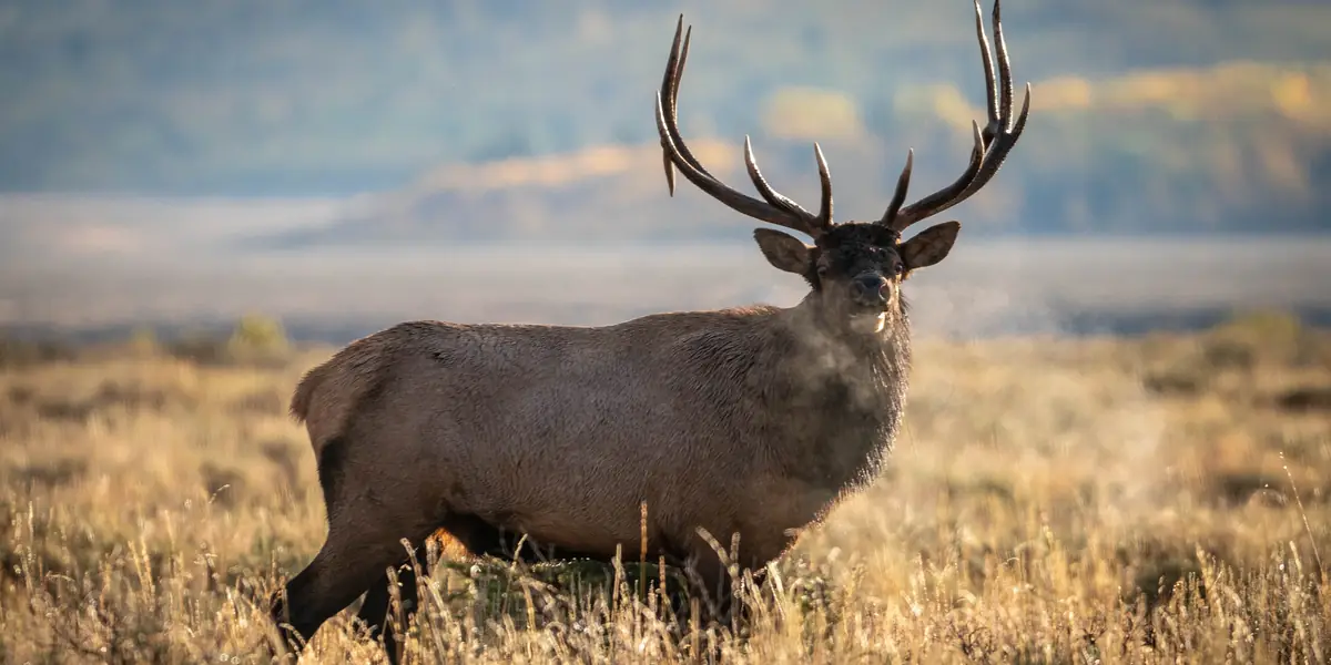 Bull elk with large antlers standing in golden sagebrush