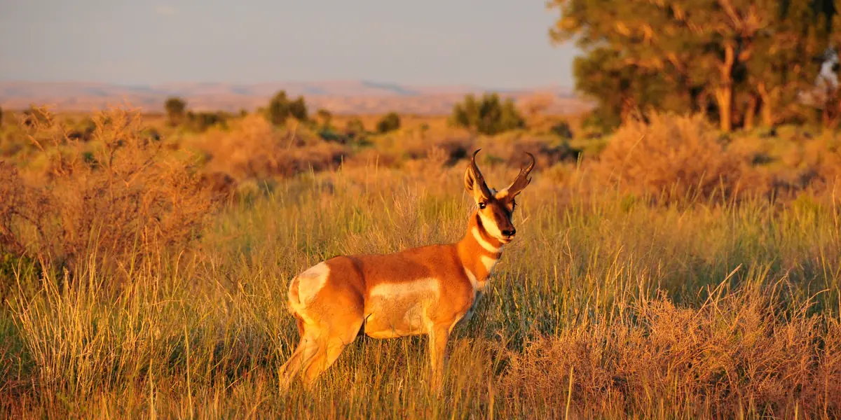 Pronghorn buck standing in golden evening grass on Seedskadee National Wildlife Refuge, Wyoming